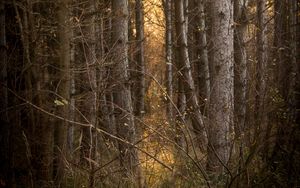 Preview wallpaper trees, branches, forest, light