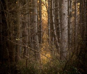 Preview wallpaper trees, branches, forest, light