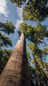 Preview wallpaper trees, branches, forest, sky, bottom view