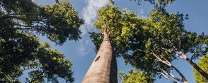 Preview wallpaper trees, branches, forest, sky, bottom view