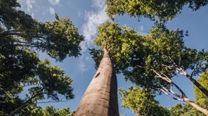 Preview wallpaper trees, branches, forest, sky, bottom view