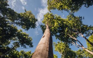 Preview wallpaper trees, branches, forest, sky, bottom view