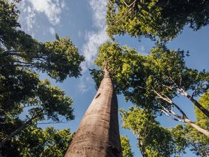 Preview wallpaper trees, branches, forest, sky, bottom view
