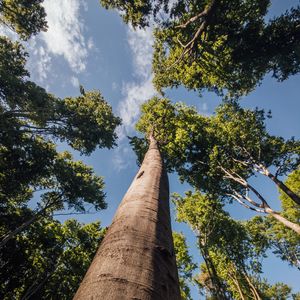 Preview wallpaper trees, branches, forest, sky, bottom view