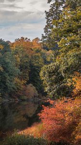 Preview wallpaper trees, branches, forest, pond, reflection