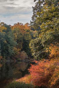 Preview wallpaper trees, branches, forest, pond, reflection