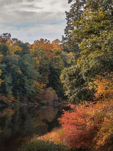 Preview wallpaper trees, branches, forest, pond, reflection