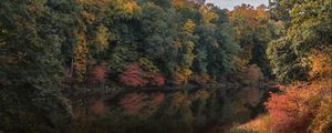 Preview wallpaper trees, branches, forest, pond, reflection