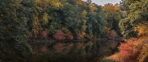 Preview wallpaper trees, branches, forest, pond, reflection