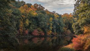 Preview wallpaper trees, branches, forest, pond, reflection