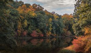 Preview wallpaper trees, branches, forest, pond, reflection