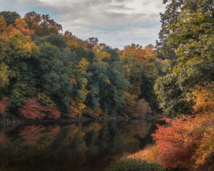 Preview wallpaper trees, branches, forest, pond, reflection