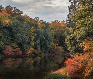 Preview wallpaper trees, branches, forest, pond, reflection