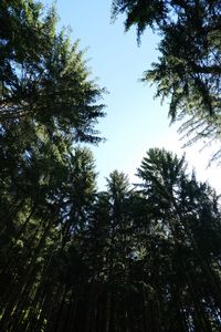 Preview wallpaper trees, branches, forest, bottom view