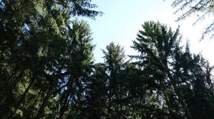 Preview wallpaper trees, branches, forest, bottom view