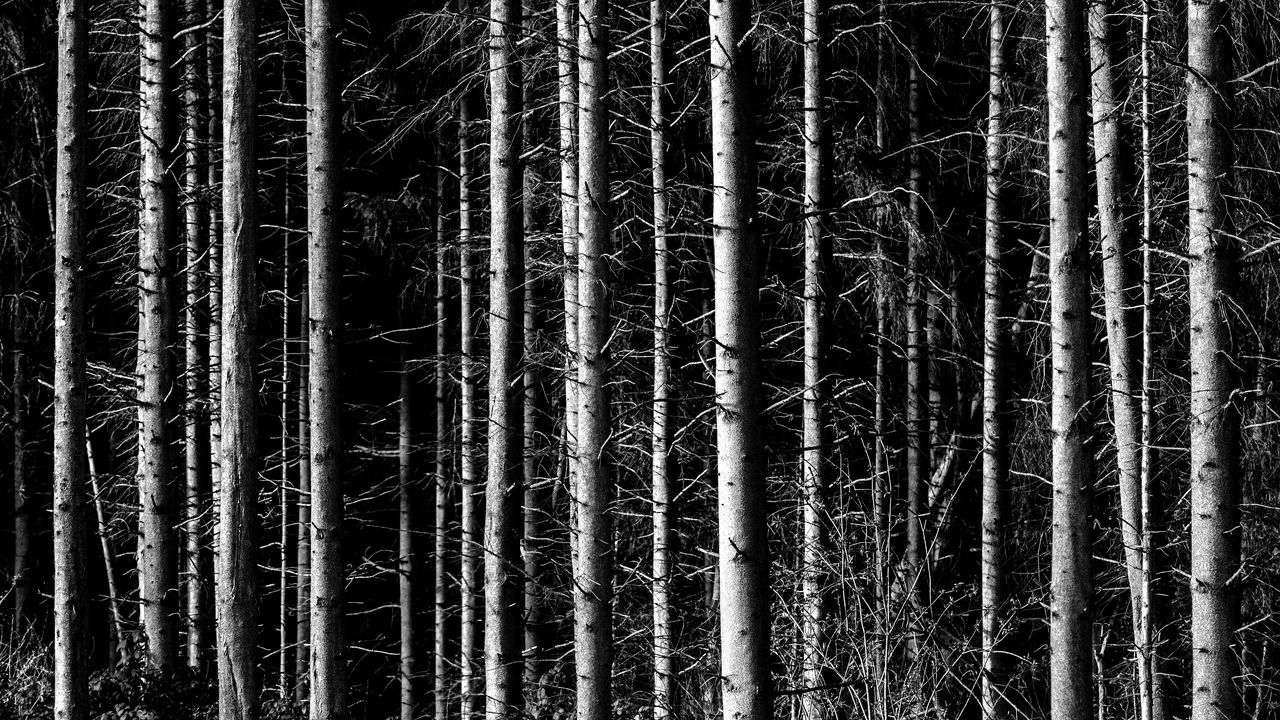 Wallpaper trees, branches, forest, dark