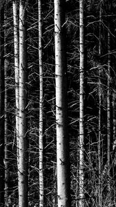 Preview wallpaper trees, branches, forest, dark
