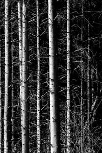 Preview wallpaper trees, branches, forest, dark