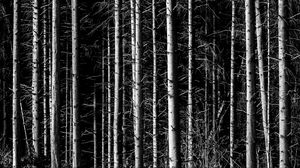 Preview wallpaper trees, branches, forest, dark