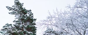 Preview wallpaper trees, branches, frost, winter, sky