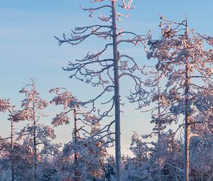 Preview wallpaper trees, branches, frost, snow, winter, nature