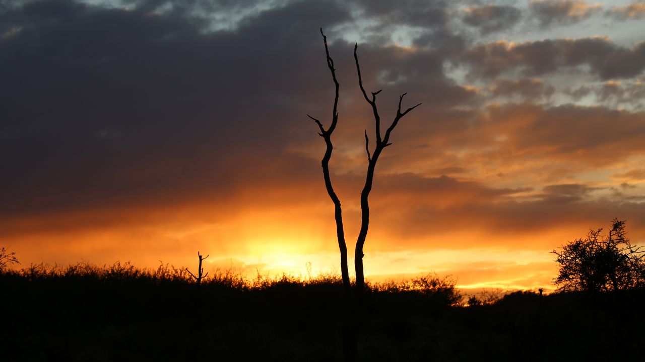 Wallpaper trees, branches, grass, silhouettes, twilight