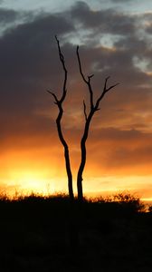 Preview wallpaper trees, branches, grass, silhouettes, twilight