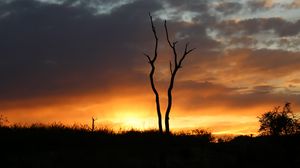Preview wallpaper trees, branches, grass, silhouettes, twilight