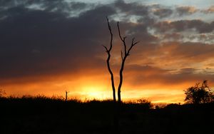 Preview wallpaper trees, branches, grass, silhouettes, twilight