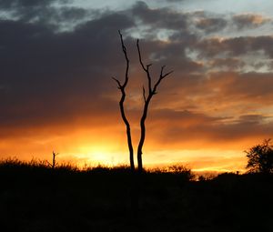 Preview wallpaper trees, branches, grass, silhouettes, twilight