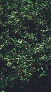 Preview wallpaper trees, branches, green