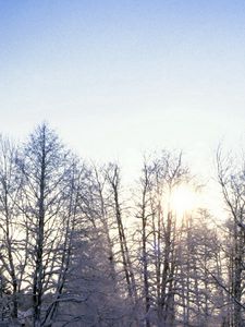 Preview wallpaper trees, branches, hoarfrost, frost, sun