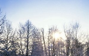 Preview wallpaper trees, branches, hoarfrost, frost, sun