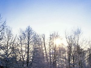 Preview wallpaper trees, branches, hoarfrost, frost, sun