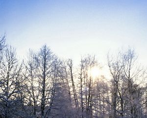 Preview wallpaper trees, branches, hoarfrost, frost, sun