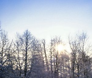 Preview wallpaper trees, branches, hoarfrost, frost, sun