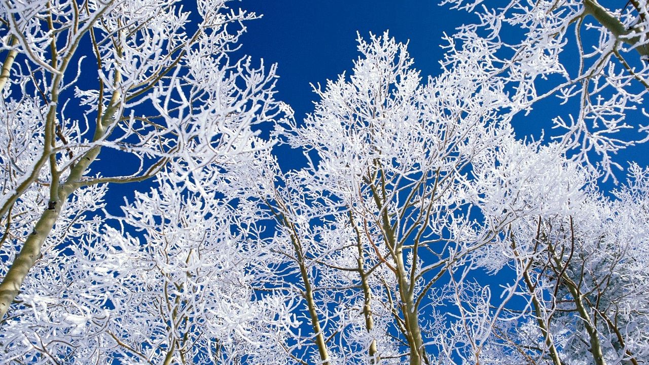 Wallpaper trees, branches, hoarfrost, sky, blue, cleanliness