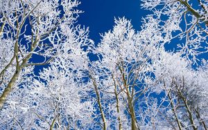 Preview wallpaper trees, branches, hoarfrost, sky, blue, cleanliness