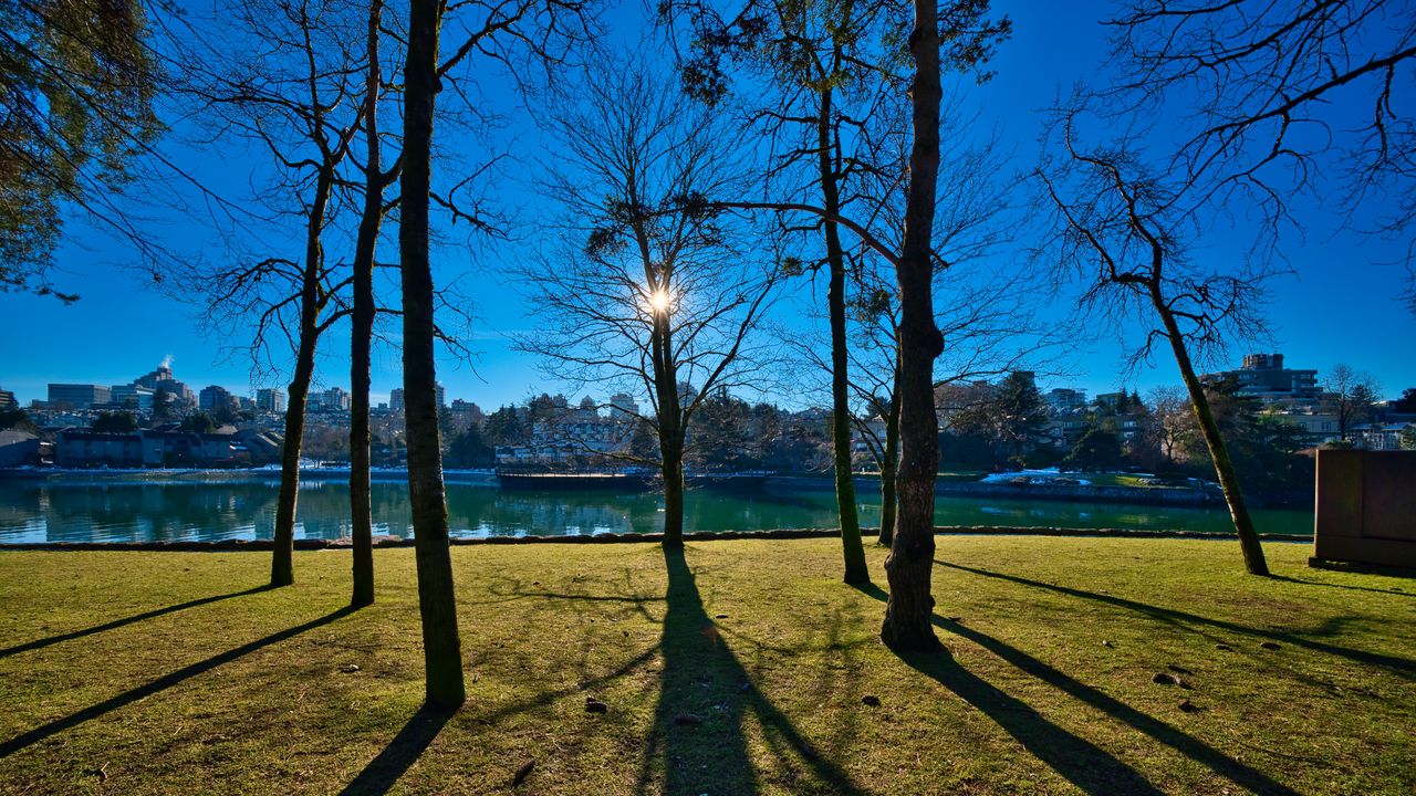 Wallpaper trees, branches, lake, sun, light, nature