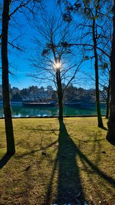 Preview wallpaper trees, branches, lake, sun, light, nature