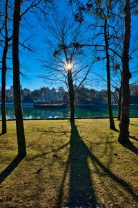 Preview wallpaper trees, branches, lake, sun, light, nature