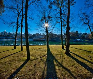 Preview wallpaper trees, branches, lake, sun, light, nature