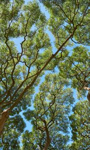 Preview wallpaper trees, branches, leaves, trunks, sky, nature