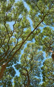 Preview wallpaper trees, branches, leaves, trunks, sky, nature