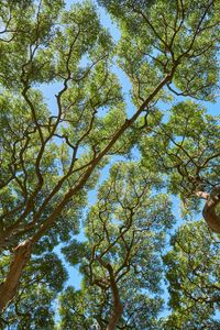 Preview wallpaper trees, branches, leaves, trunks, sky, nature