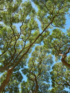 Preview wallpaper trees, branches, leaves, trunks, sky, nature