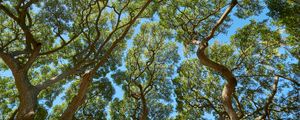 Preview wallpaper trees, branches, leaves, trunks, sky, nature