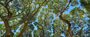 Preview wallpaper trees, branches, leaves, trunks, sky, nature