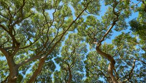 Preview wallpaper trees, branches, leaves, trunks, sky, nature