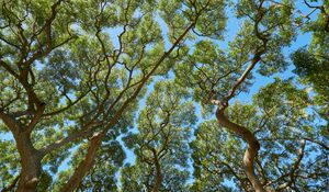 Preview wallpaper trees, branches, leaves, trunks, sky, nature